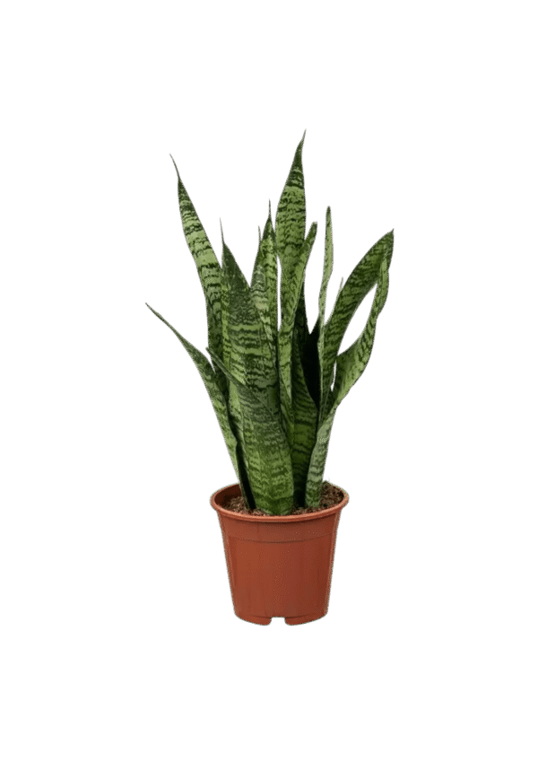 Sansevieria Zeylanica