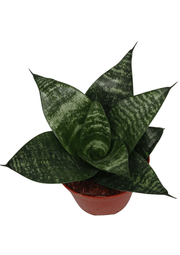 Sansevieria Estrella