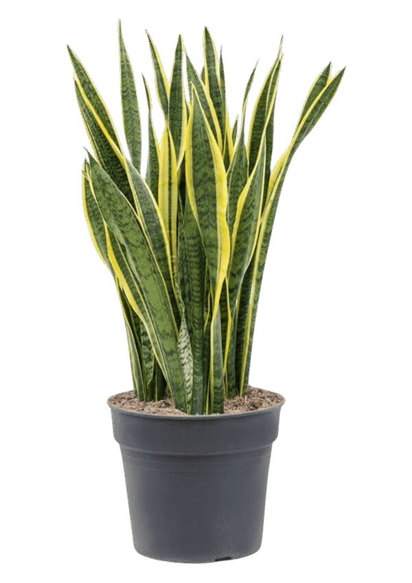 Sansevieria Laurenti