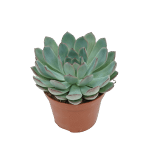 Echevaria Aurora