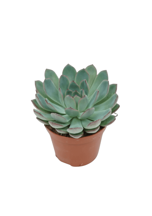 Echevaria Aurora