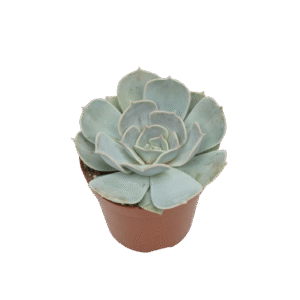 Echeveria Lilacina