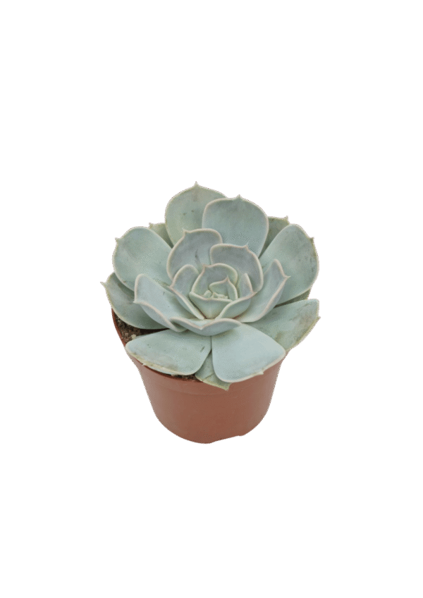 Echeveria Lilacina