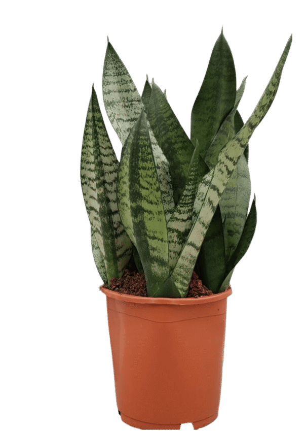 Sansevieria Trifasciata 'Hahnii'