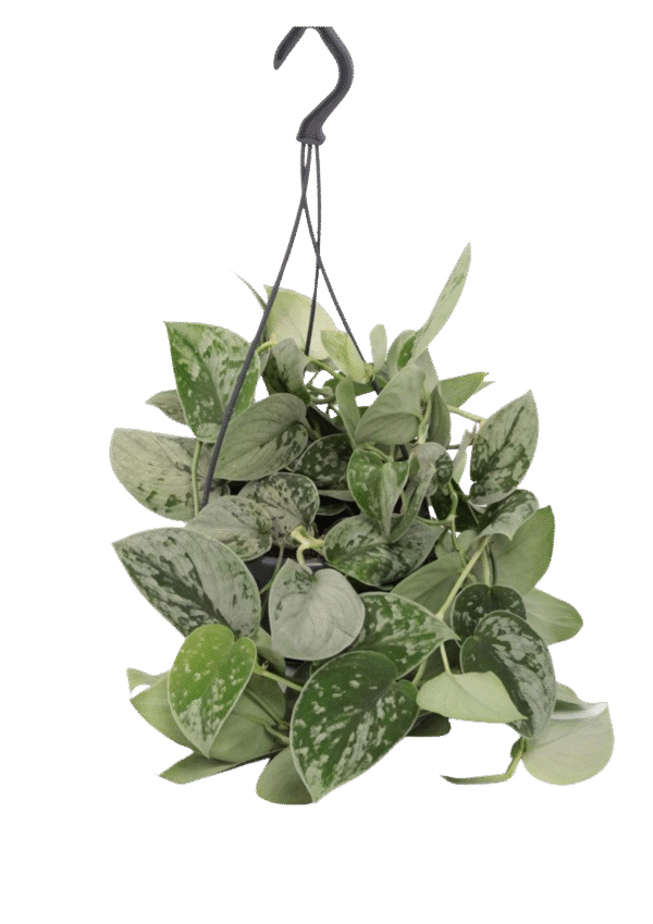 Scindapsus Pictus 'Silvery Ann'