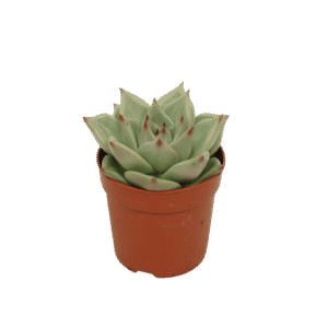 Echeveria 'Sirius'