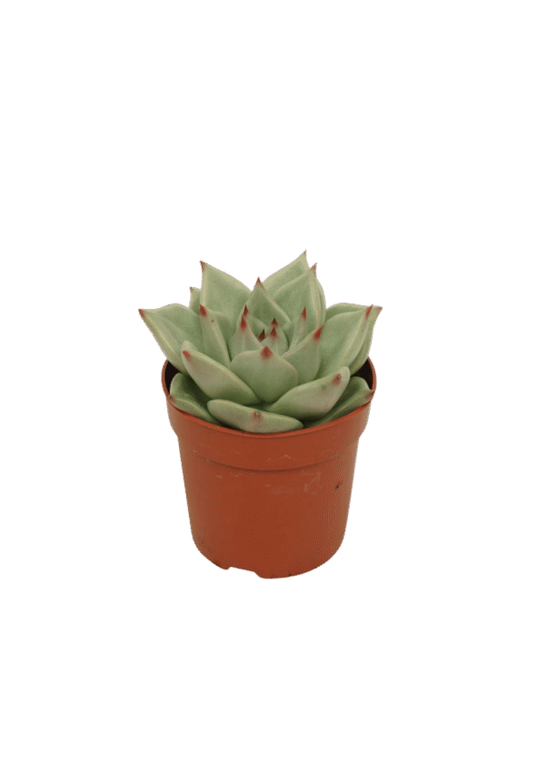 Echeveria 'Sirius'