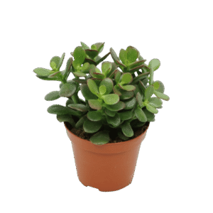 Crassula Ovata 'Minor'