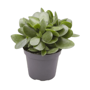 Crassula 'Moneymaker Jade Magic'