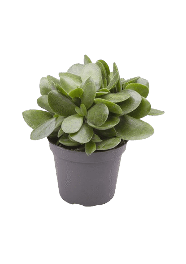 Crassula 'Moneymaker Jade Magic'