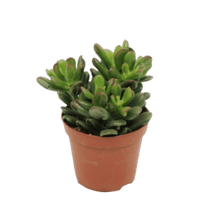 Crassula Ovata 'Gandalf'