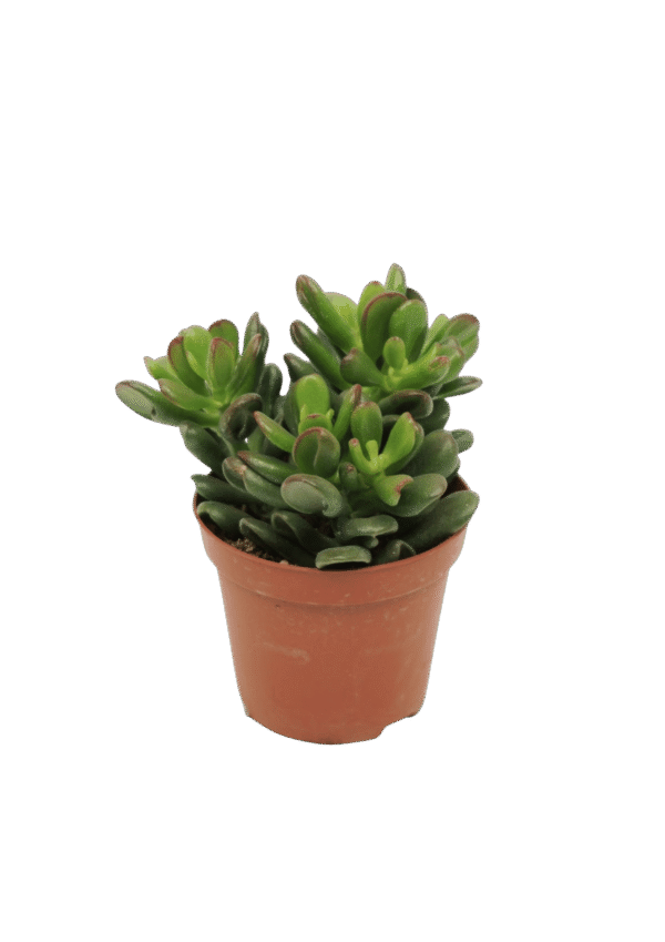 Crassula Ovata 'Gandalf'