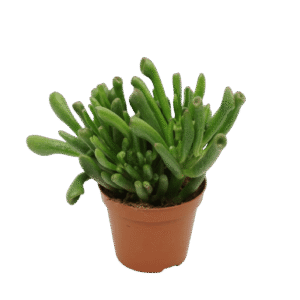 Crassula Ovata 'Gollum'