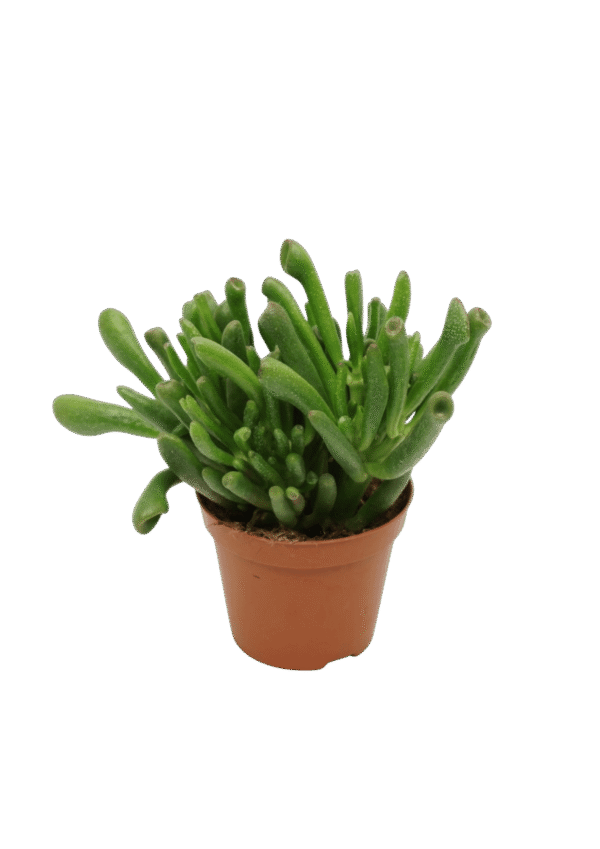 Crassula Ovata 'Gollum'