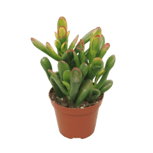 Crassula Ovata 'Horn Tree'