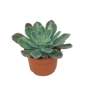 Echeveria Blue Prince