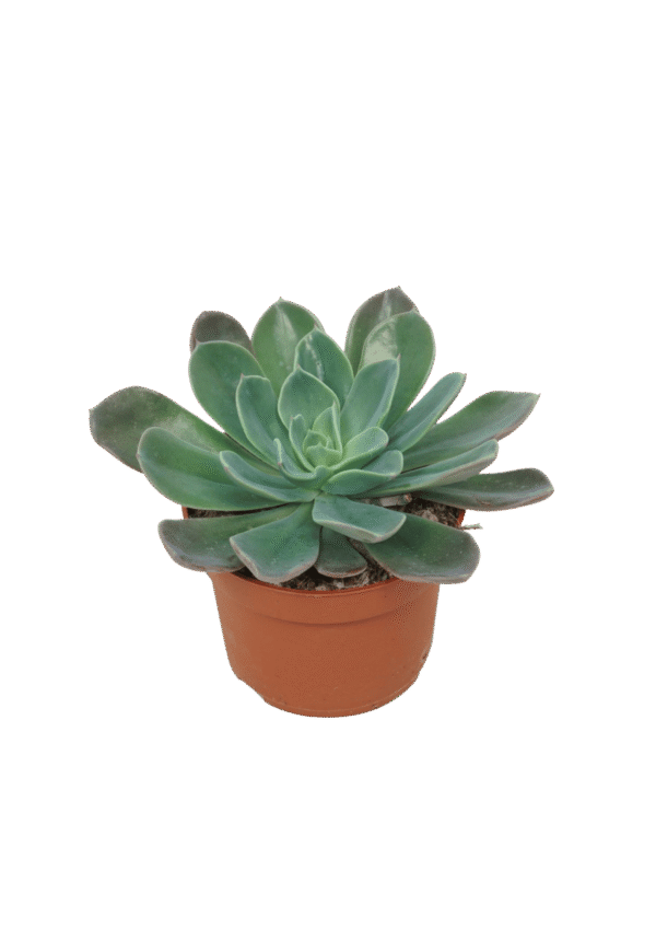Echeveria Blue Prince