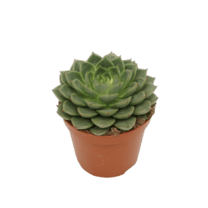Echevaria ‘Fabiola'
