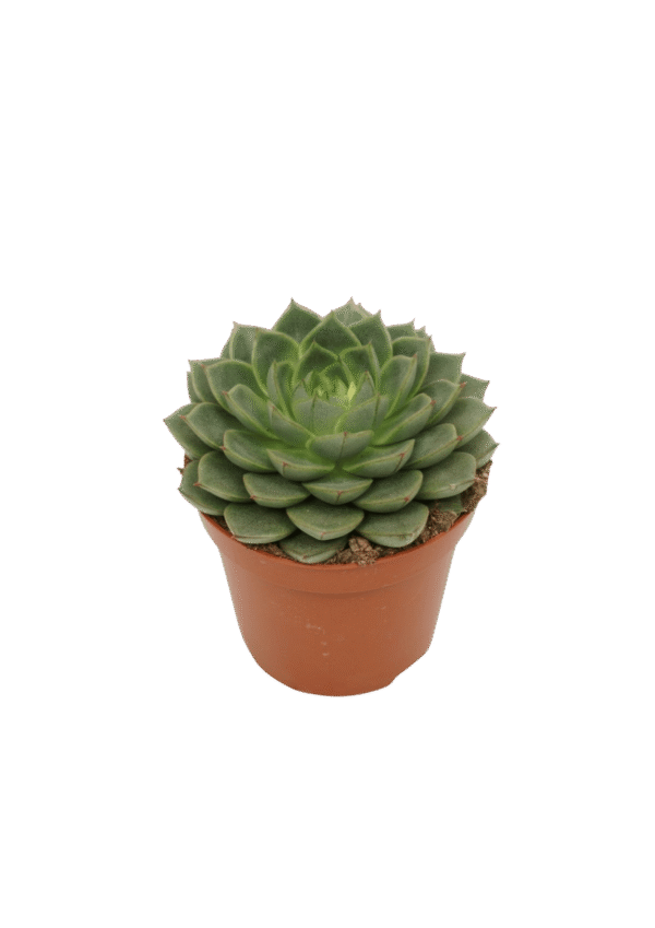 Echevaria ‘Fabiola'