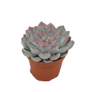 Echeveria 'Hercules'