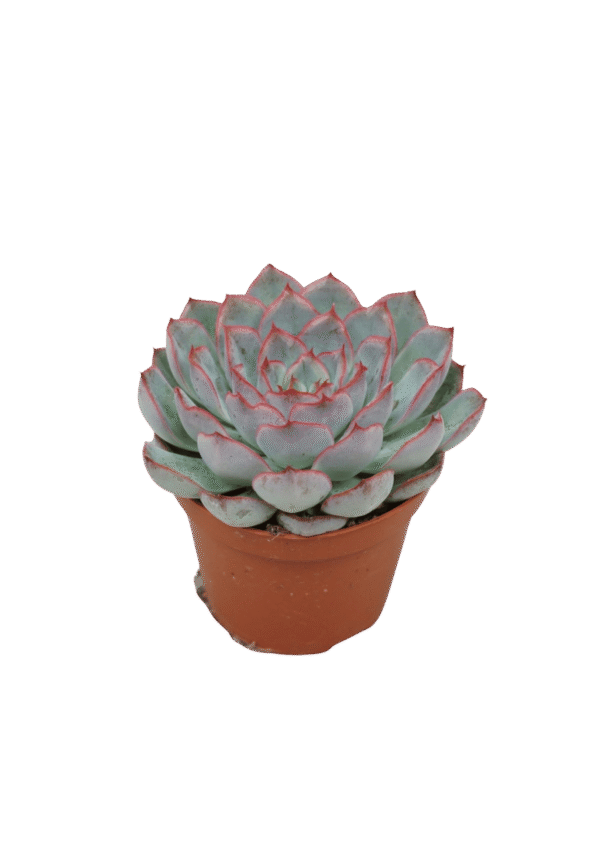 Echeveria 'Hercules'