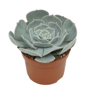 Echeveria 'Pollux'