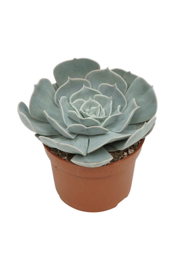 Echeveria 'Pollux'