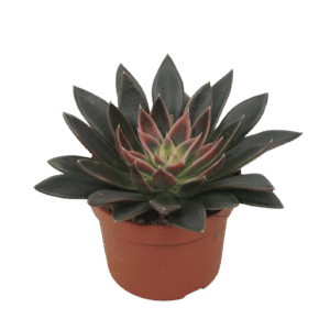 Echeveria 'Serrana'