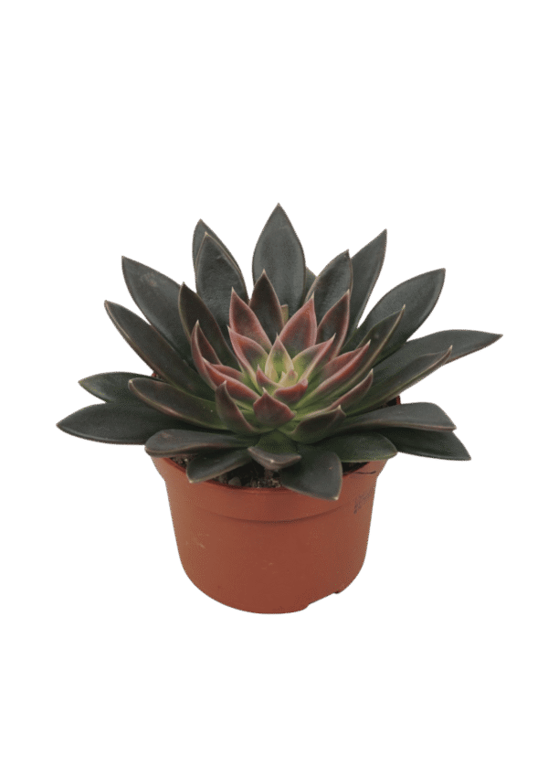 Echeveria 'Serrana'