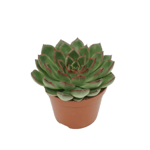 Echeveria 'Skat'