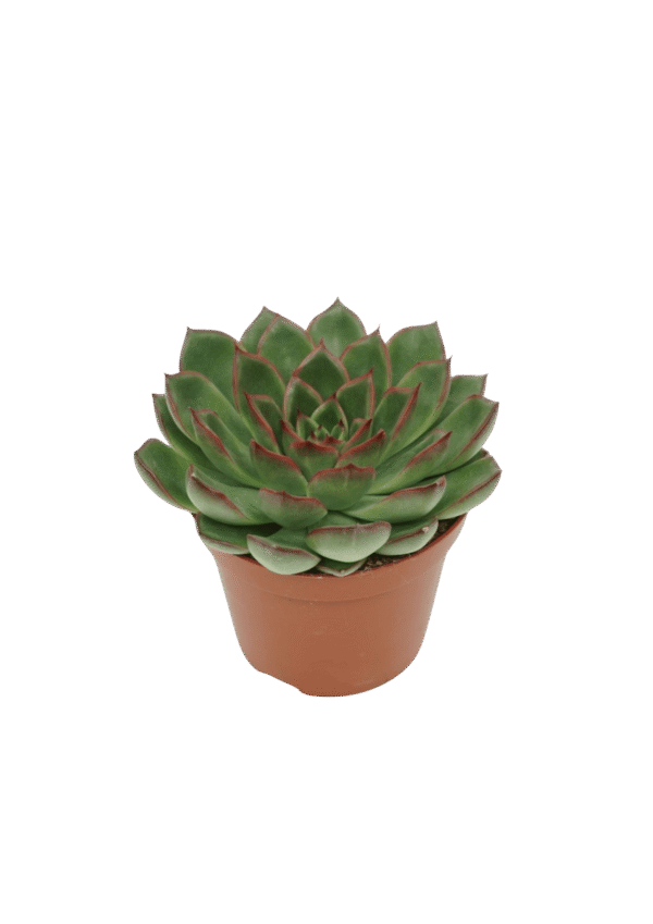 Echeveria 'Skat'