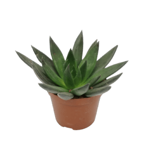 Echeveria affinis