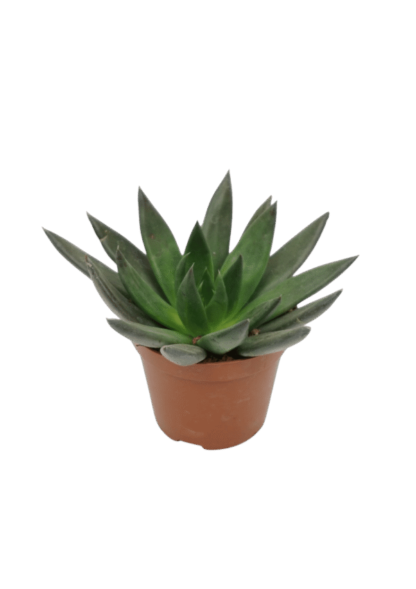 Echeveria affinis