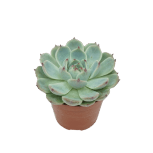 Echeveria Parva x Lindsayana