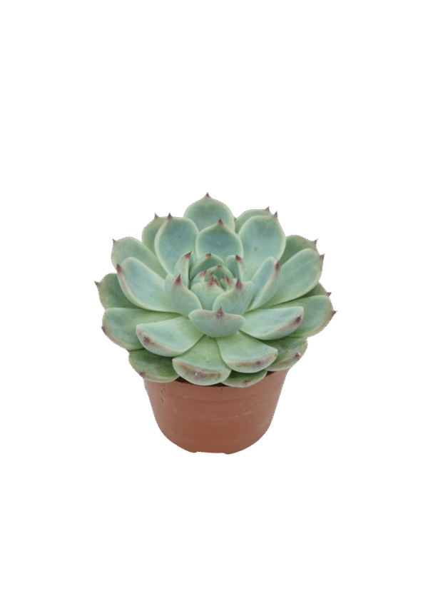Echeveria Parva x Lindsayana