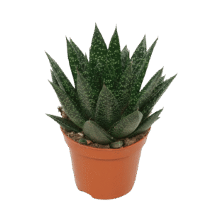 Gasteria 'D Due'