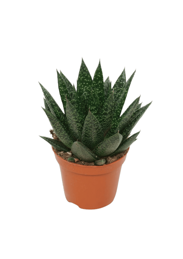 Gasteria 'D Due'