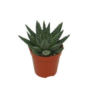 Haworthia 'Royal Albert'