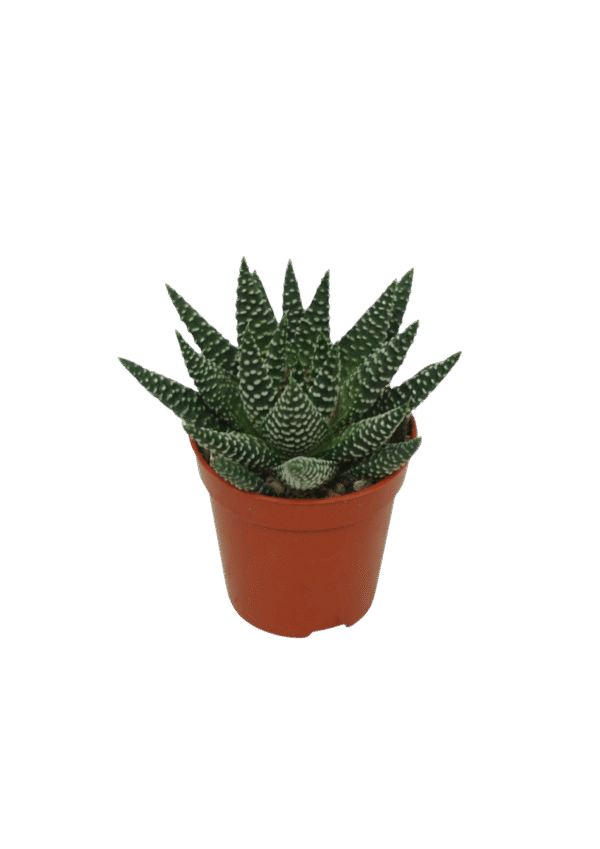 Haworthia 'Royal Albert'