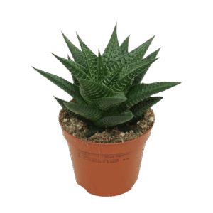 Haworthia Limifolia