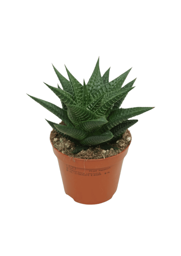 Haworthia Limifolia