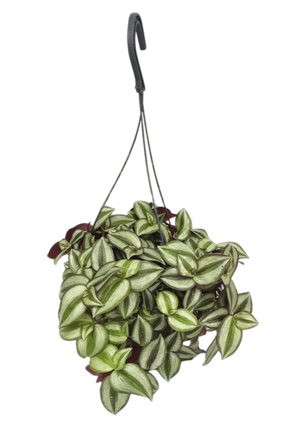 Tradescantia Pallida 'Purple Heart'