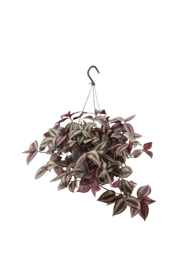 Tradescantia Zebrina 'Violet Hill'