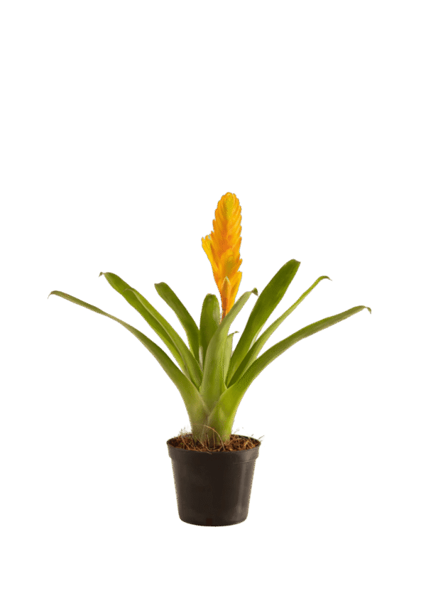 Vriesea Naranja Bromelia