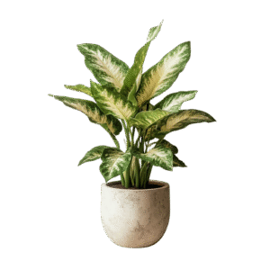 Arreglo de Aglaonema
