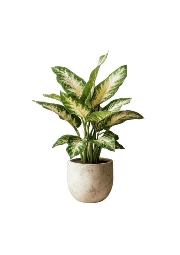 Arreglo de Aglaonema