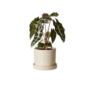 Arreglo de Alocasia