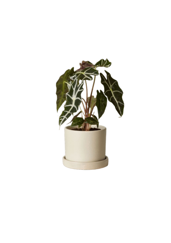 Arreglo de Alocasia