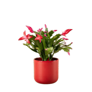 Arreglo de Cactus de Navidad
