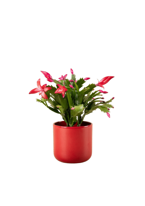 Arreglo de Cactus de Navidad